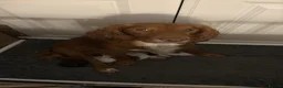 Sprocker dogs for sale: Sprocker Spaniel Puppies in Grantham - Advert 1