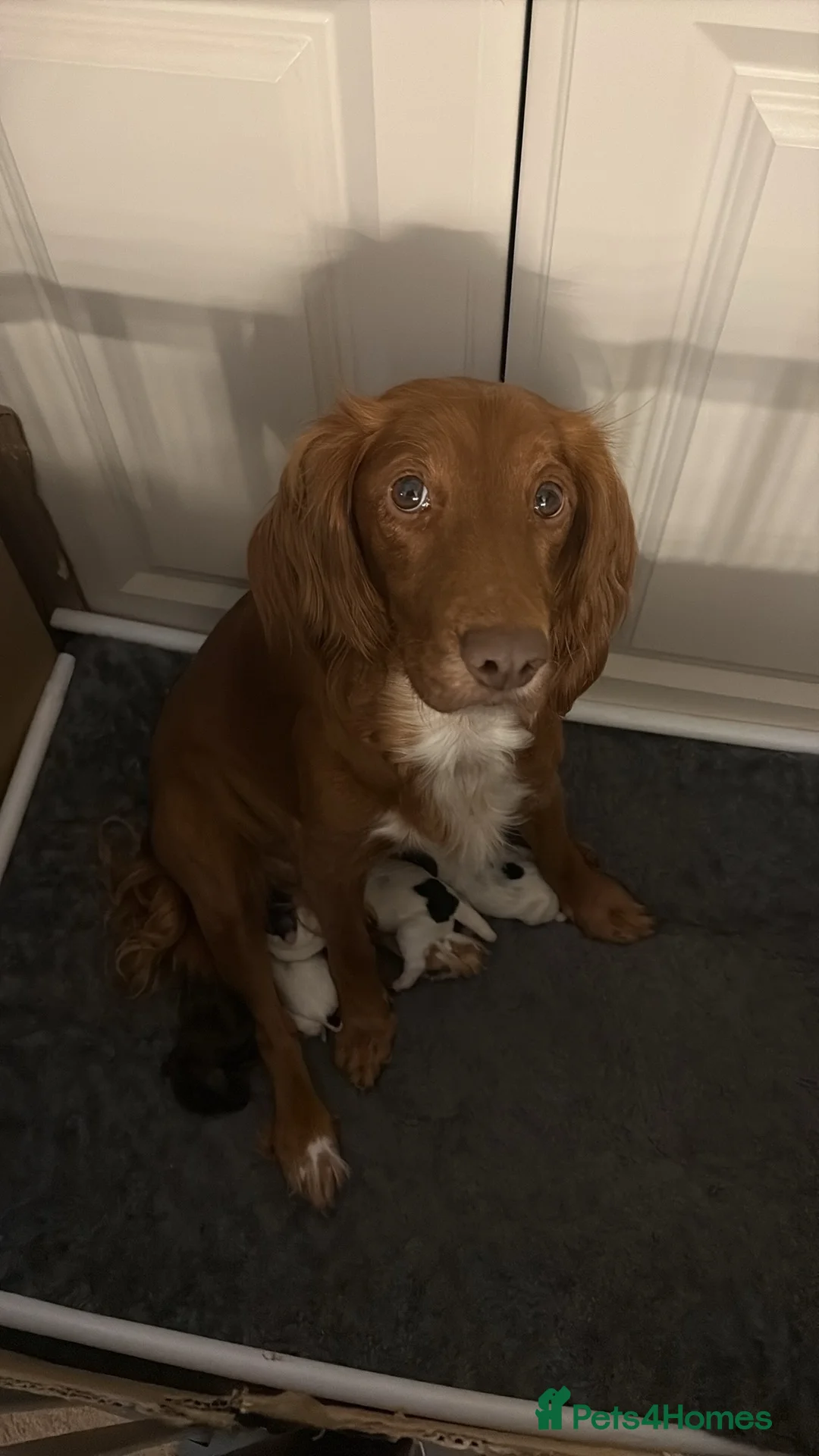 Sprocker dogs for sale: Sprocker Spaniel Puppies in Grantham - Advert 1
