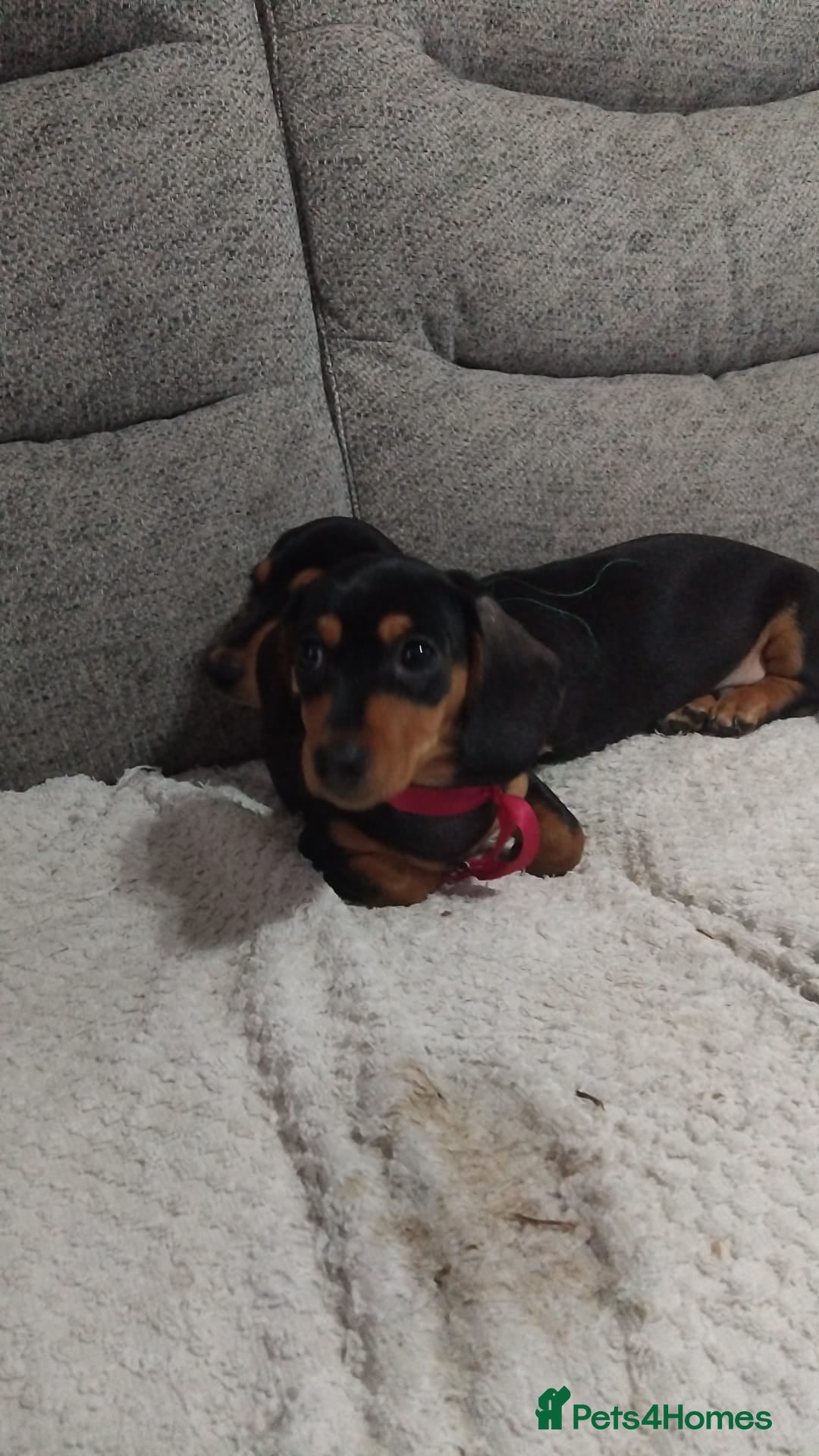 Dachshund dogs for sale: Dachshund puppies - Advert 14