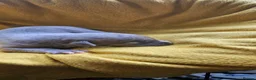 Whippet dogs for sale: KC HEALTH AND HEART TESTED WHIPPETS - Advert 33
