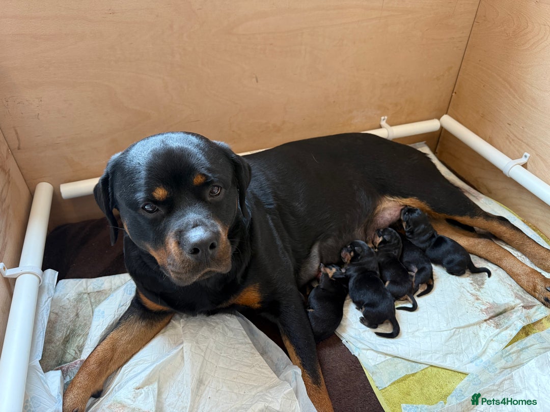 Rottweiler dogs for sale: Chunky Rottweiler puppies - Advert 17