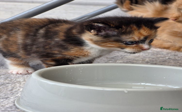 Mixed Breed cats - Advert 2