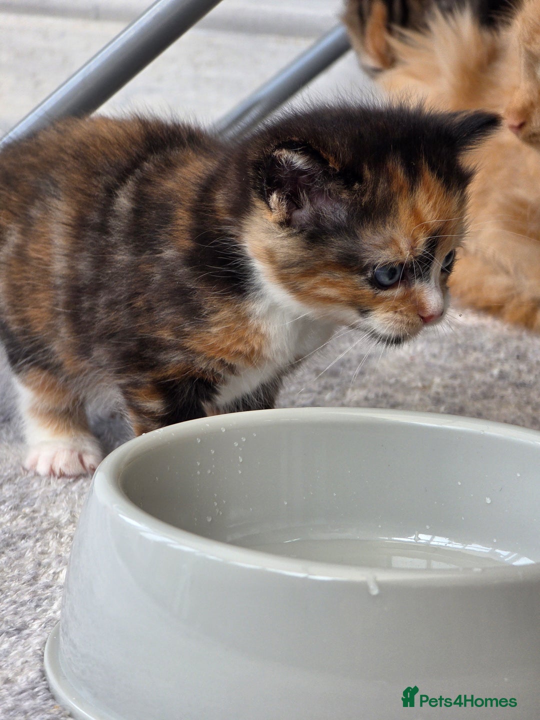 Mixed Breed cats for sale: One ginger boy and one tortie girl  - Image 1