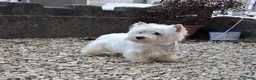 West Highland Terrier dogs for sale: KC 20 month old girl - Advert 6