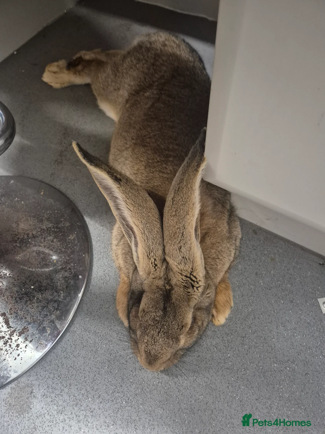 Continental Giant rabbits for sale: Continental rabbit - Advert 5