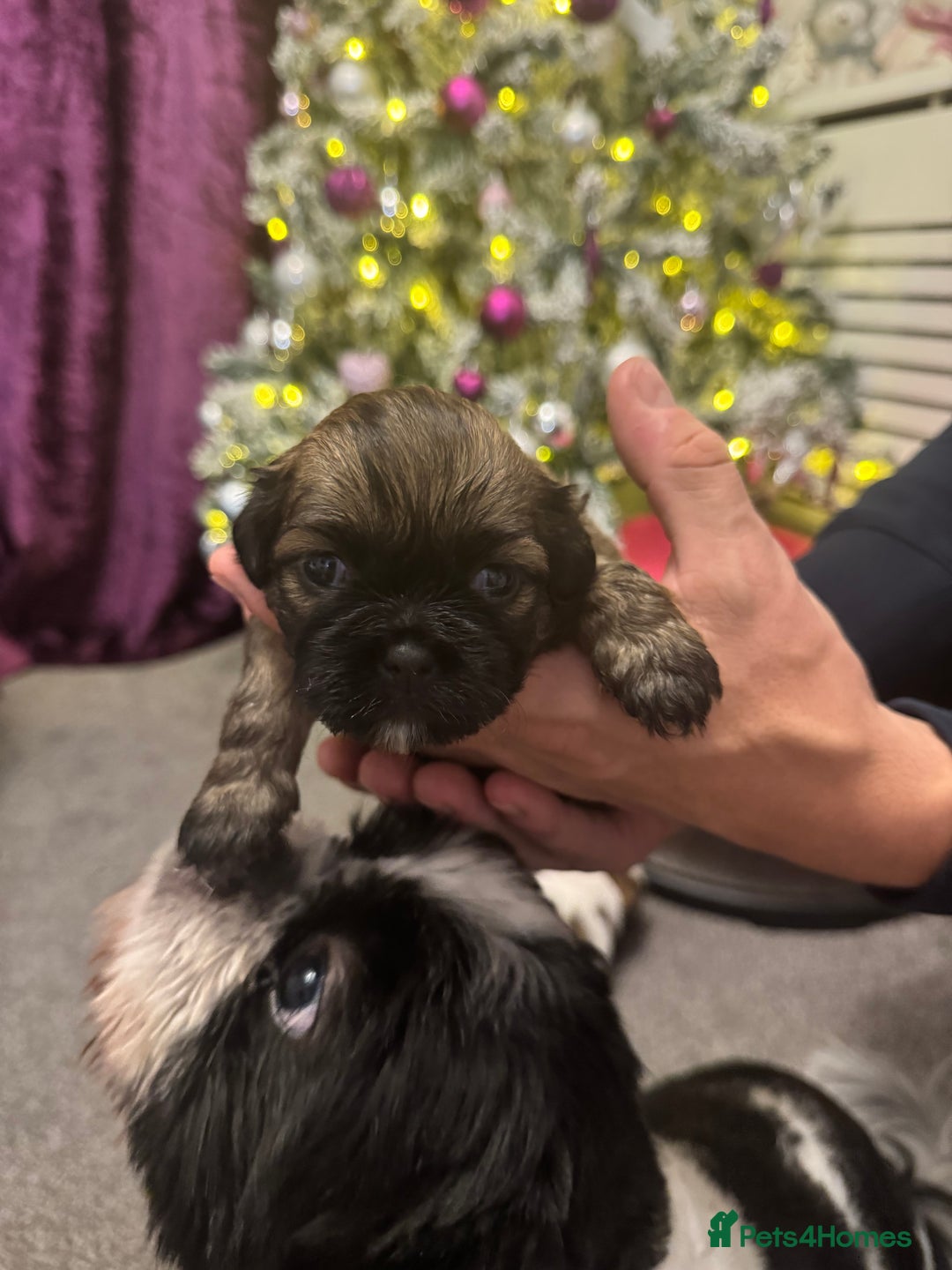 Mixed Breed dogs for sale: Beautiful pups looking for their forever home! - Advert 16