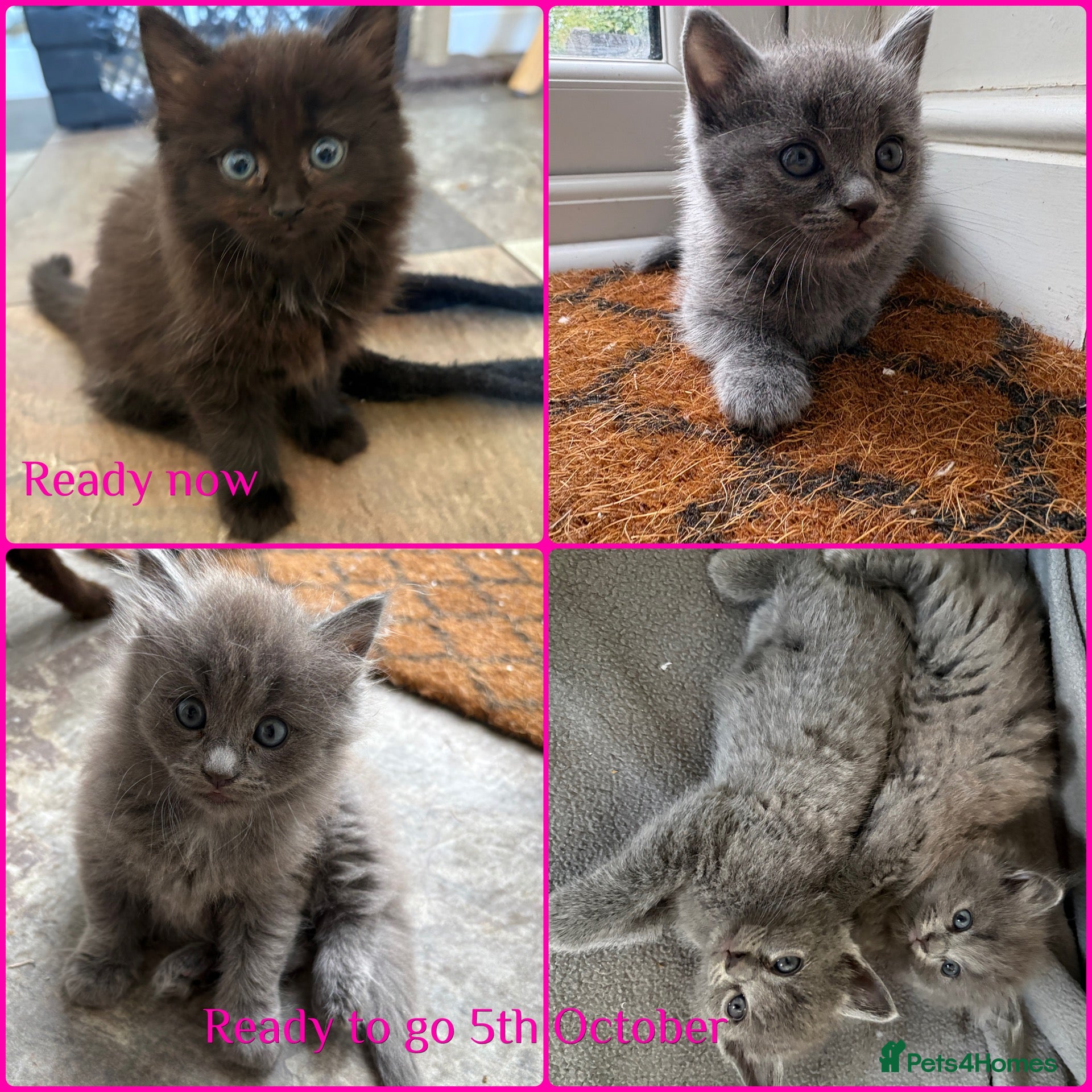 Mixed Breed cats Ragdoll x Russian Blue Kittens - Advert 4