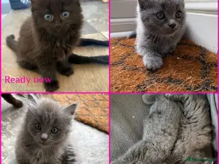 Mixed Breed cats Ragdoll x Russian Blue Kittens - Advert 4
