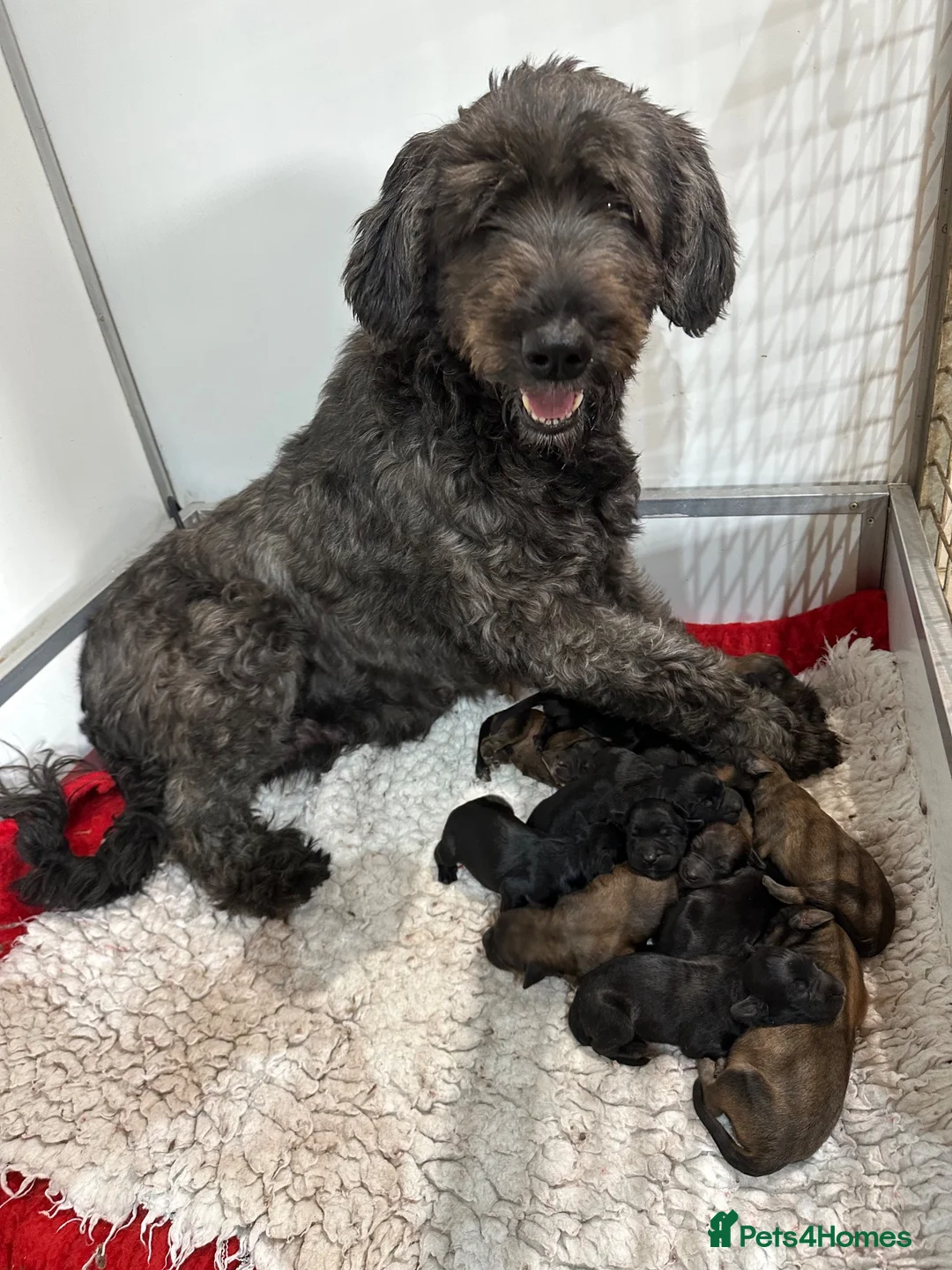 Briard dogs for sale: Beautiful pedigree Briards pups - Advert 1
