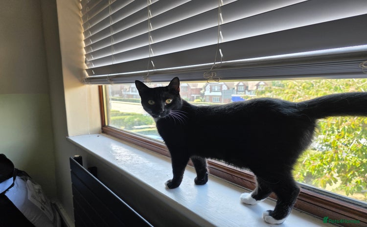 Domestic Shorthair cats - Advert 4