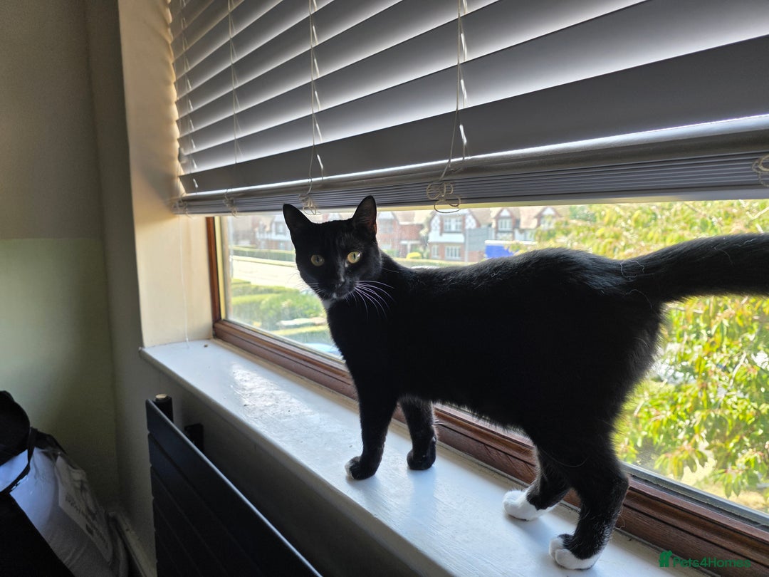 Domestic Shorthair cats for sale: Mum & kitten, black short haired  to rehome - Image 1