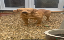 Labrador Retriever dogs for stud: Fox red lab stud only  - Image 5
