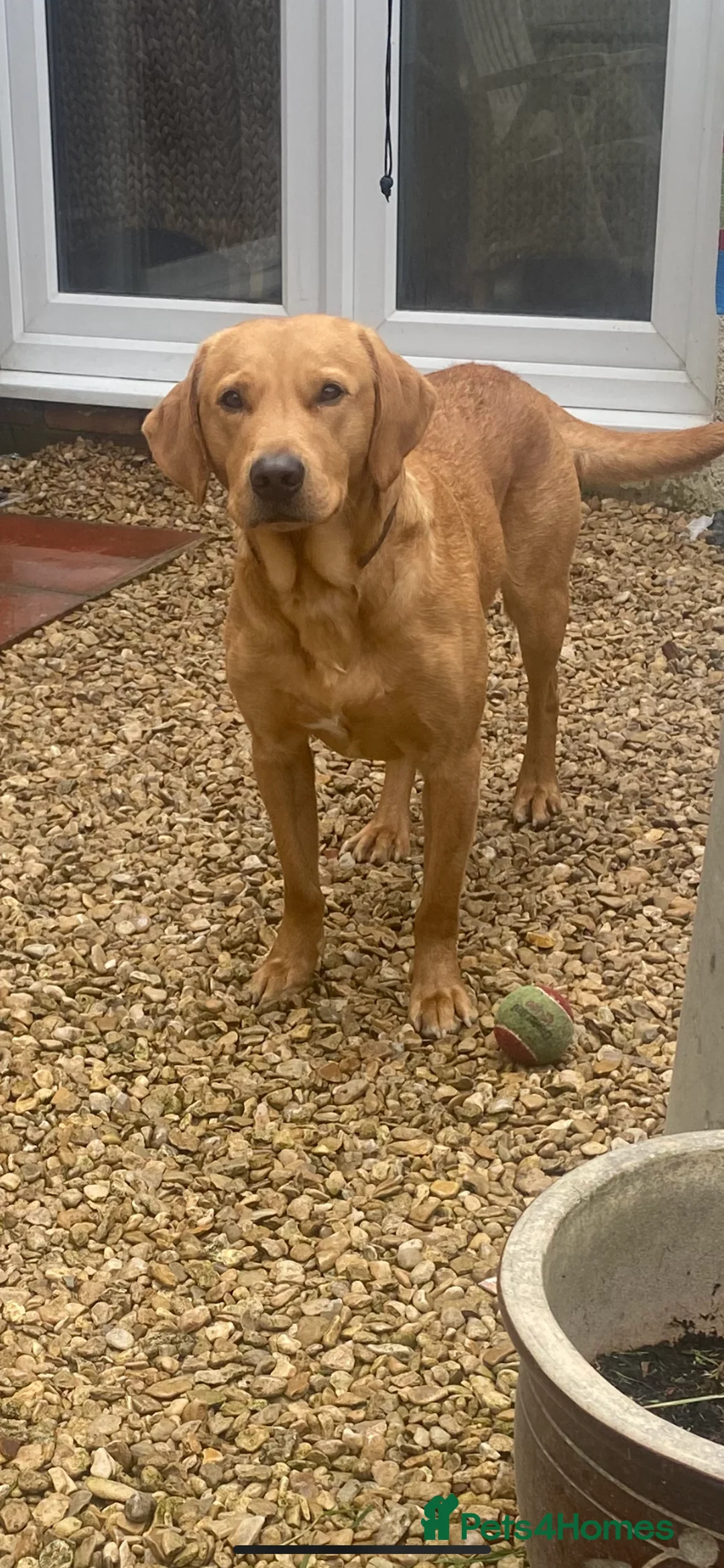 Labrador Retriever dogs for stud: Fox red lab stud only  - Advert 7