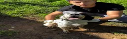 English Setter dogs for adoption: Noemi  in Worthing - Advert 1