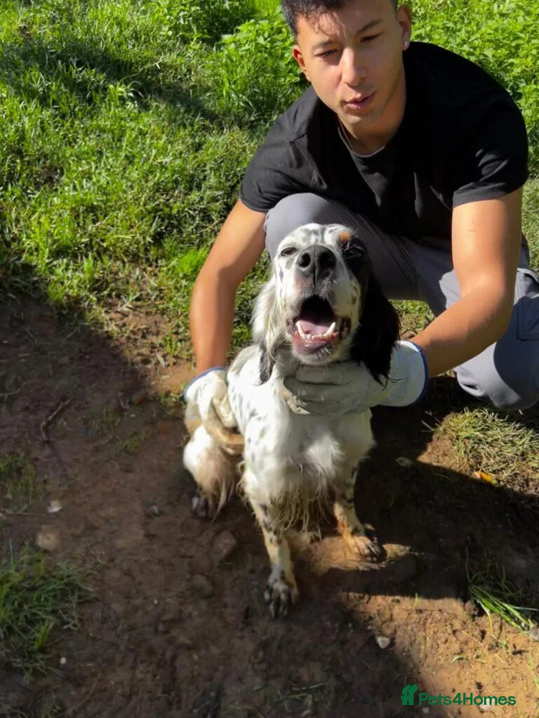 English Setter dogs for adoption: Noemi  in Worthing - Advert 1