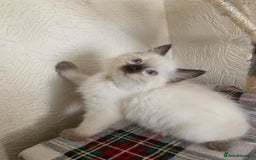 Ragdoll cats for sale: Ragdoll kittens  - Image 3