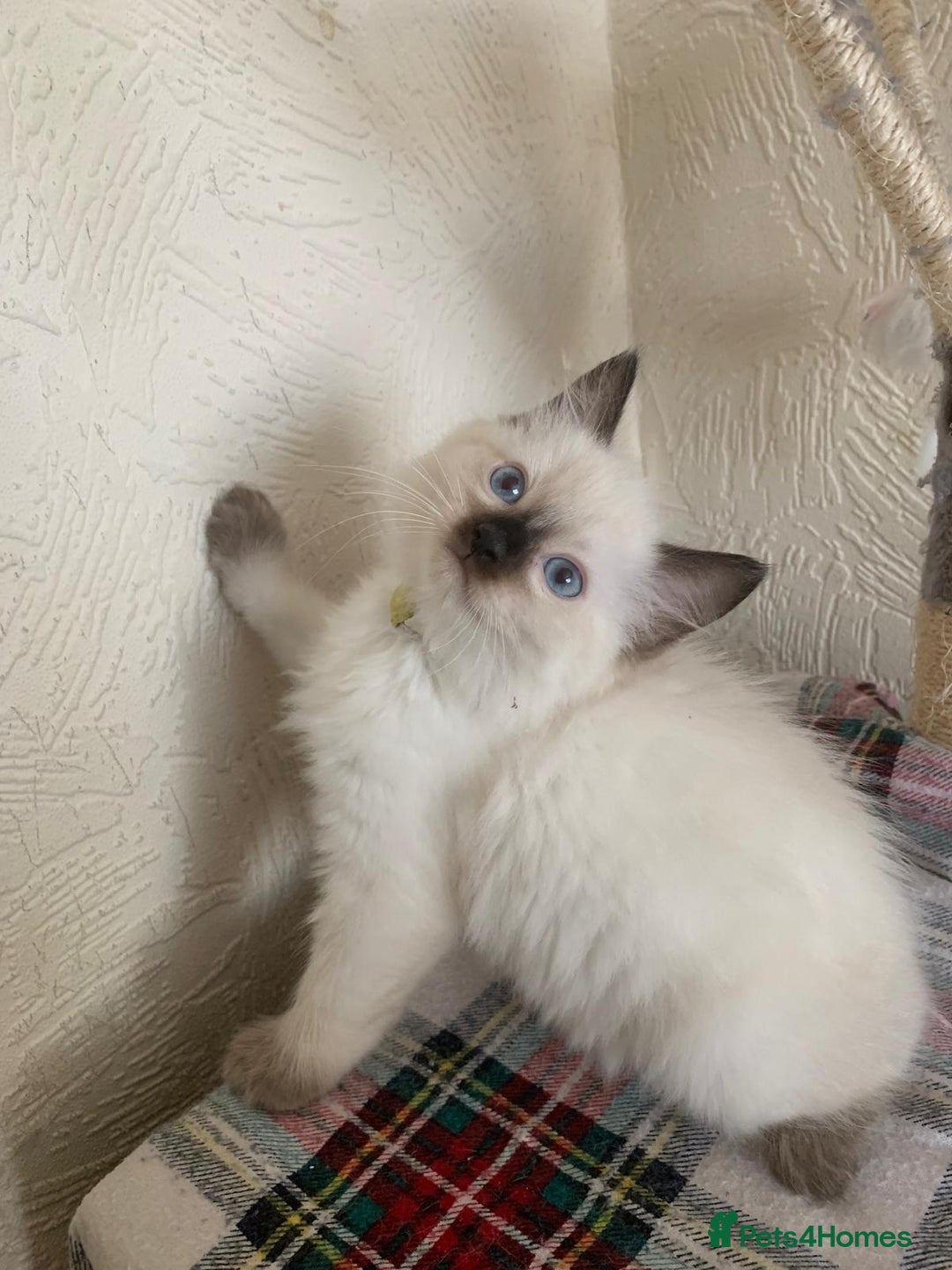 Ragdoll cats for sale: Ragdoll kittens  - Image 3
