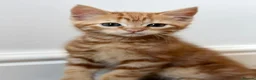 Mixed Breed cats for sale: Half ragdoll half Persian  - Advert 19