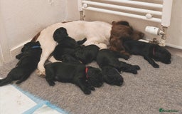 Sprocker dogs for sale: Sprockers puppies available - Image 6
