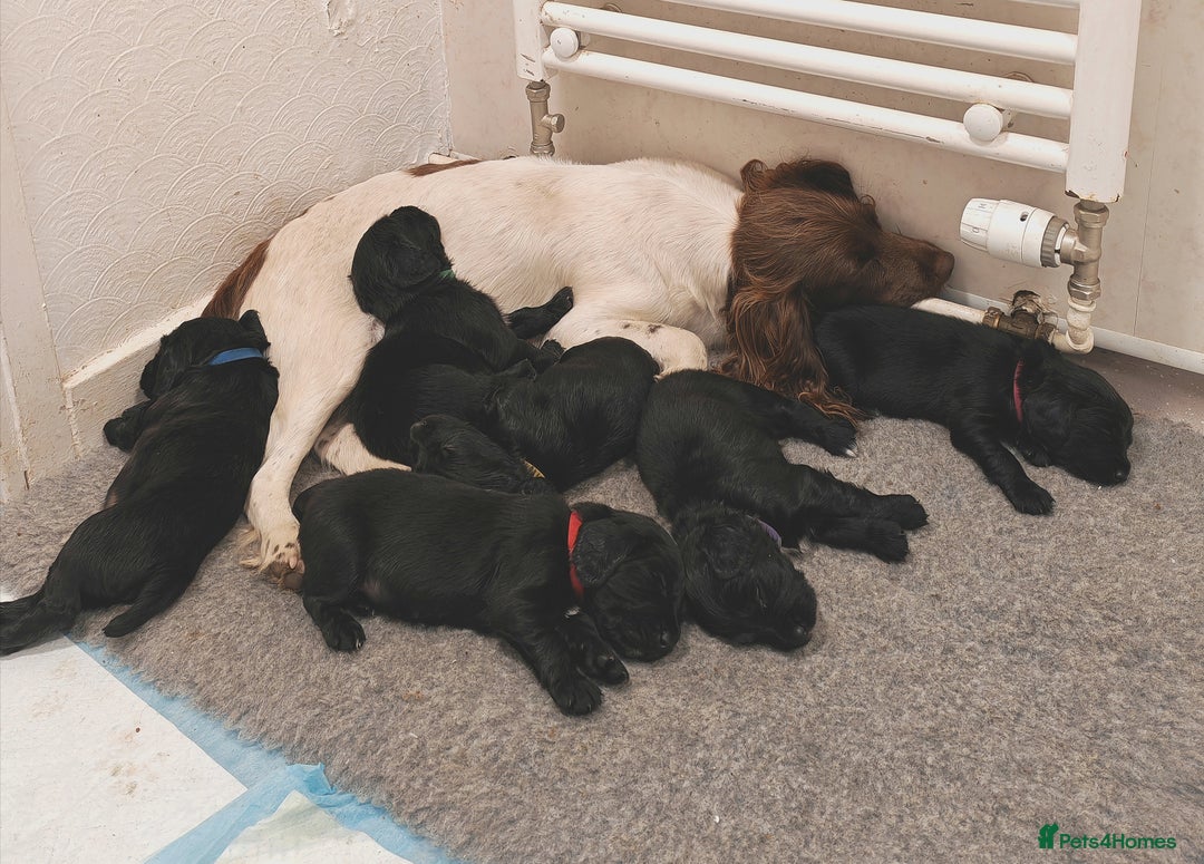 Sprocker dogs for sale: Sprockers puppies available - Image 6