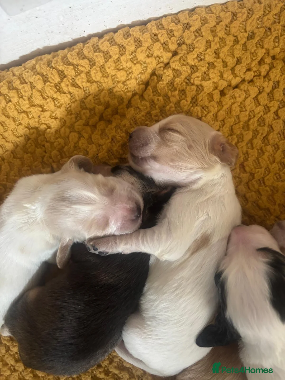 Cocker Spaniel dogs for sale: Working cocker spaniels  in Leicester - Advert 2
