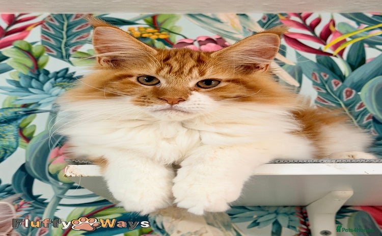 Maine Coon cats 🐾🦁 TICA REG 💙Last Boy💙 MAINE COON KITTENS🦁🐾 - Advert 6