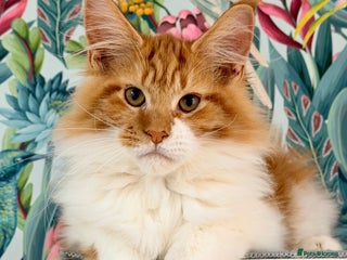Maine Coon cats 🐾🦁 TICA REG 💙Last Boy💙 MAINE COON KITTENS🦁🐾 - Advert 14