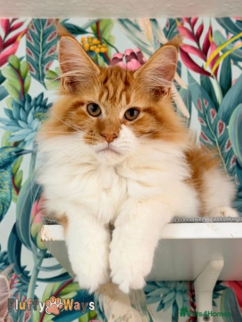 Maine Coon cats 🐾🦁 TICA REG 💙Last Boy💙 MAINE COON KITTENS🦁🐾 - Advert 6