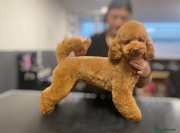 Poochon dogs in Waterlooville - Advert 1