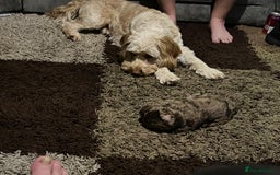 Cockapoo dogs for sale: Stunning F2 Chocolate Merle Cockapoo girl puppy - Image 5