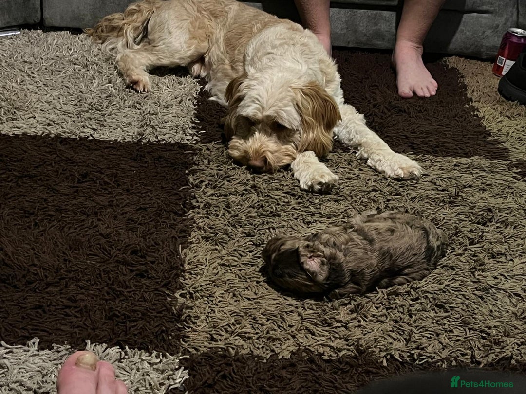 Cockapoo dogs for sale: Stunning F2 Chocolate Merle Cockapoo girl puppy - Image 5