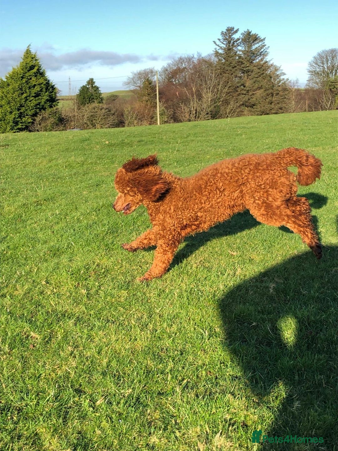 Labradoodle dogs for sale: Red curly labradoodles (F1b) - Image 16