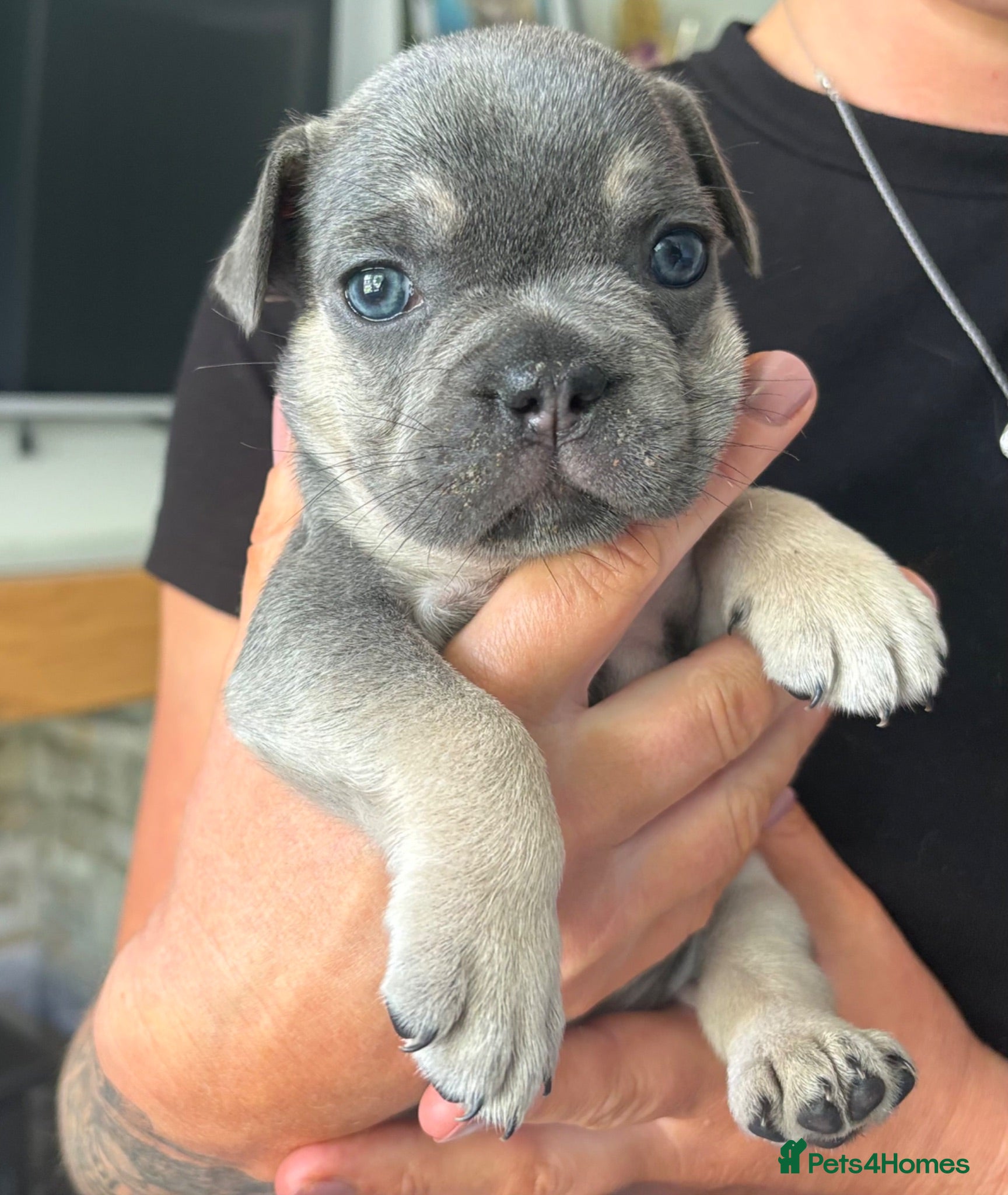 French Bulldog dogs French Bulldog Puppies – Ready 11th July  - Advert 1