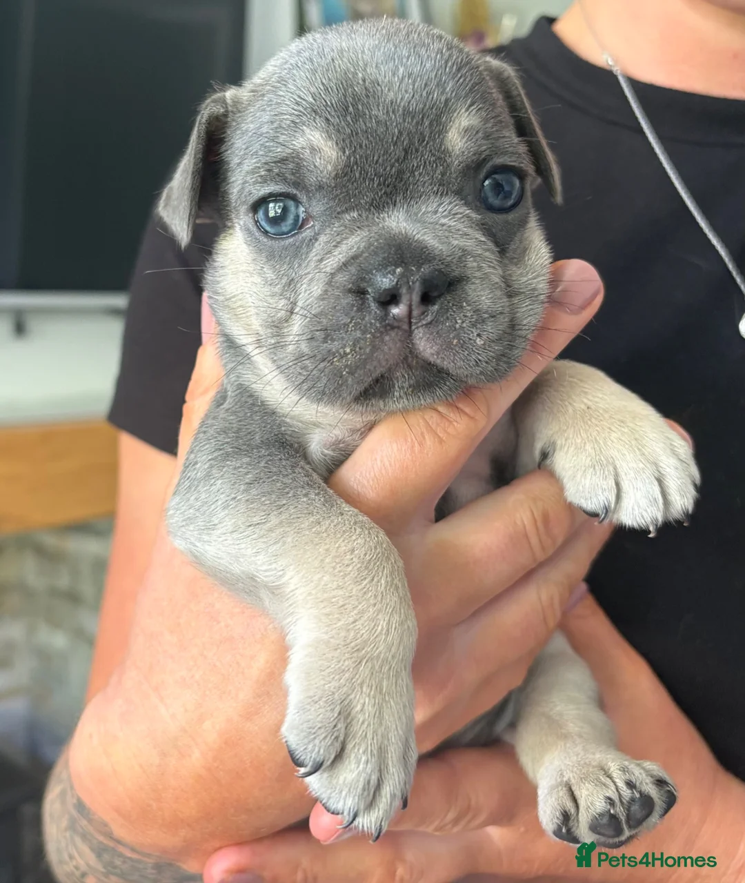 French Bulldog dogs for sale: French Bulldog Puppies – Ready 11th July  in Rossendale - Advert 1