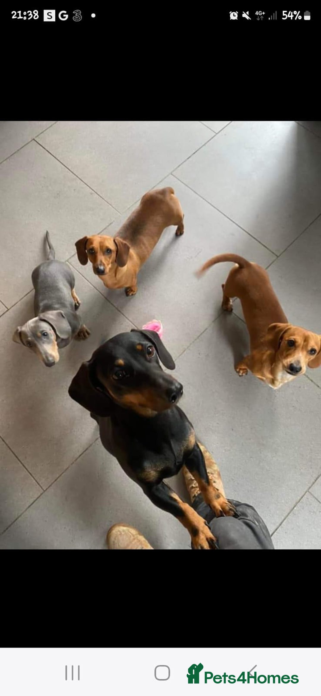 Miniature Dachshund dogs for sale: Miniature dashshund - Advert 11