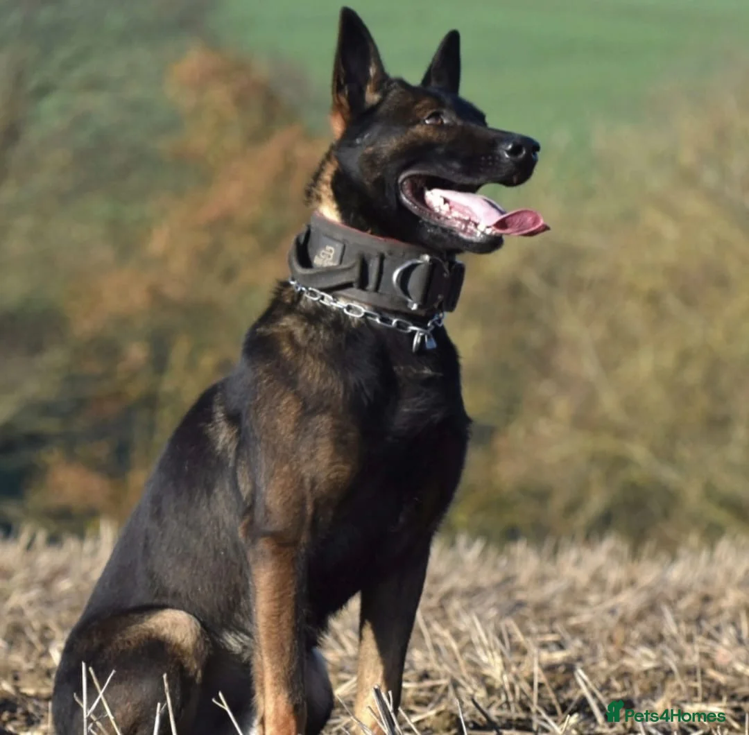 Mixed Breed dogs for sale: 🔥 PH1 BULLHERDERS BREEDING 🔥 - Advert 2