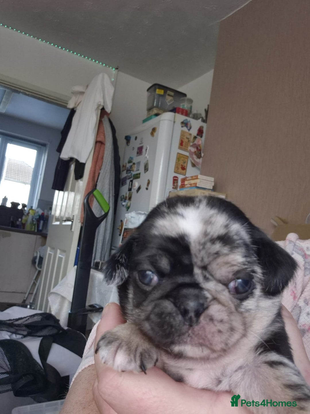 Pug dogs for sale: KC reg Pug puppies  - Advert 4