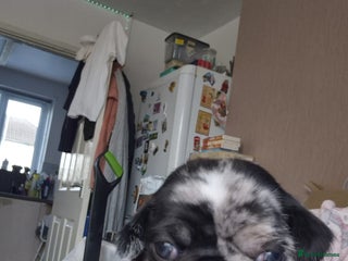 Pug dogs Only 2 KC reg Pug puppies left - Advert 13