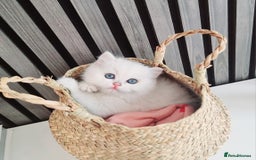 British Shorthair cats for sale: GCCF Chunky Silver tipped health tested parents - Image 14