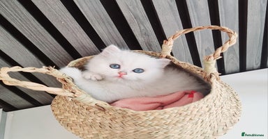 British Shorthair cats - Advert 14