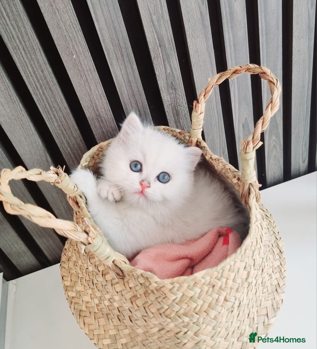 British Shorthair cats for sale: GCCF Chunky Silver tipped health tested parents - Image 14