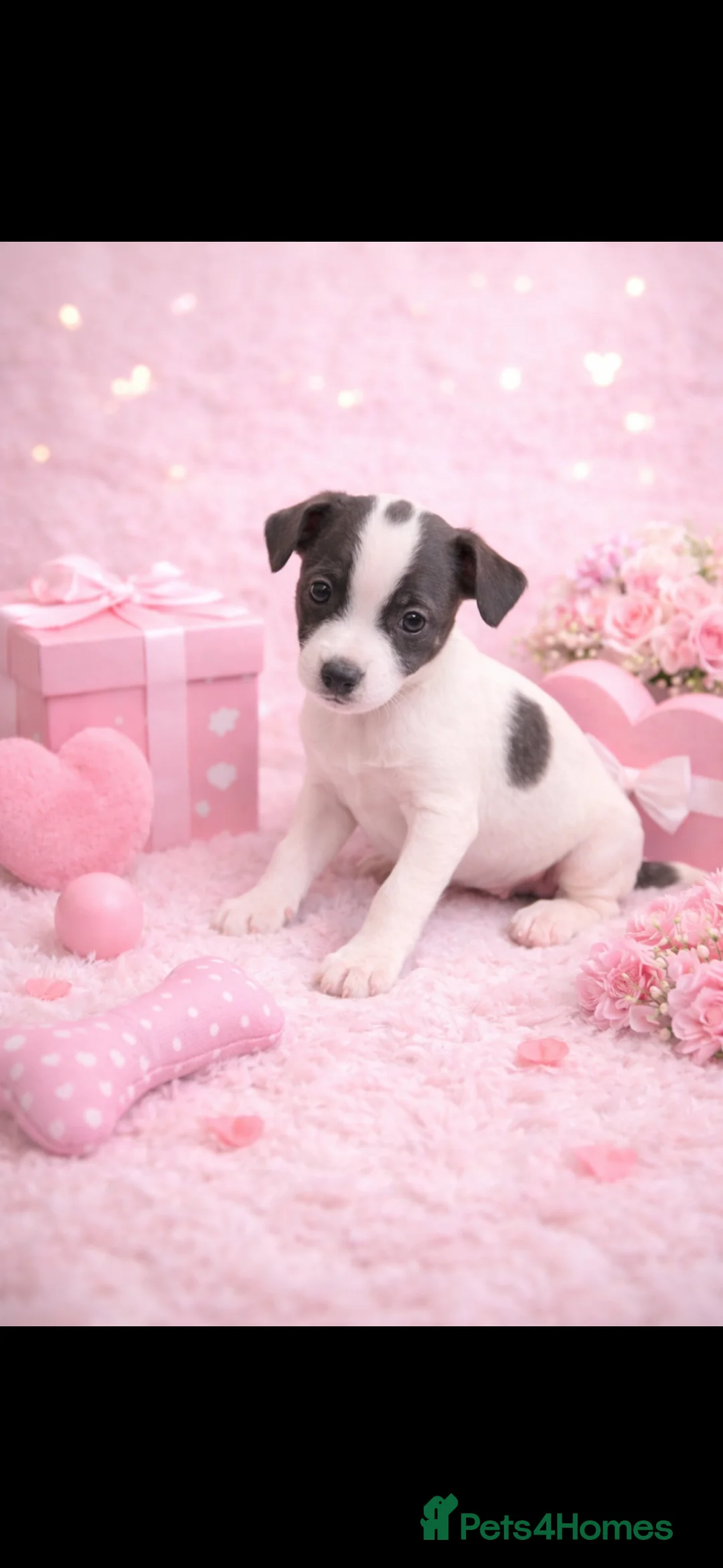 Italian Greyhound dogs for sale: Italian greyhound puppy’s  in Poole - Advert 2