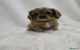 Cavalier King Charles Spaniel dogs for sale: TWO CAVALIER KING CHARLES BOYS AVAILABLE NOW - Image 9