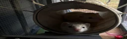 Ferret rodents for sale: 2 Male ferrets  - Advert 5