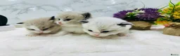 Ragdoll cats for sale:  Tica registered full pedigree ragdolls - Advert 3