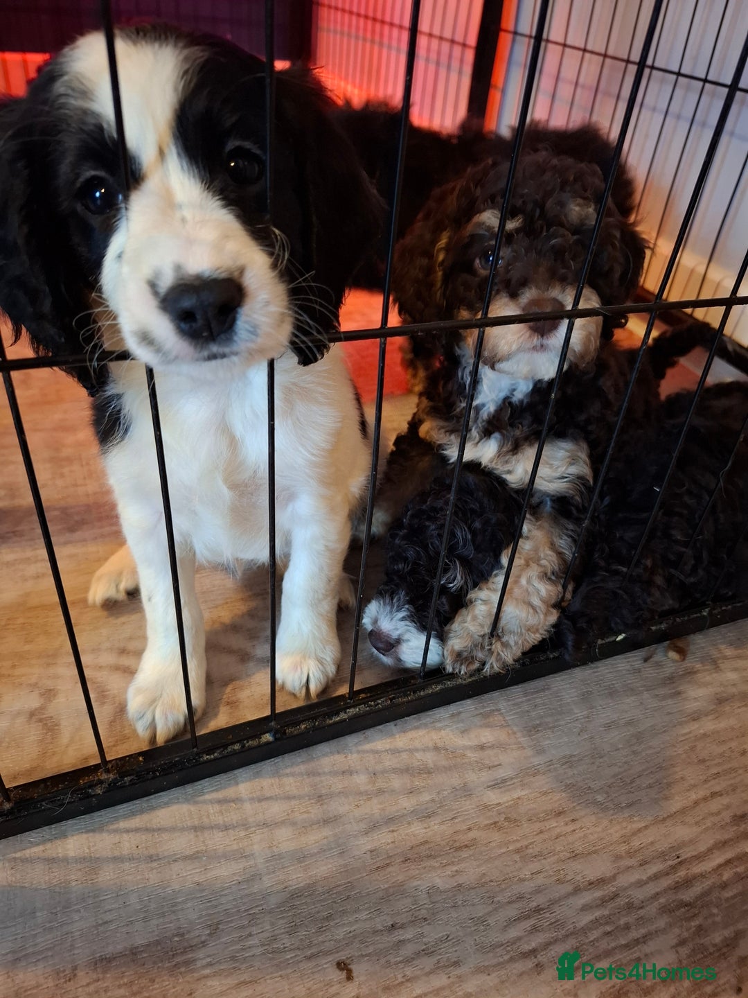 Cockapoo dogs for sale: F1b Health Tested Toy Cockapoo Puppies  - Advert 9