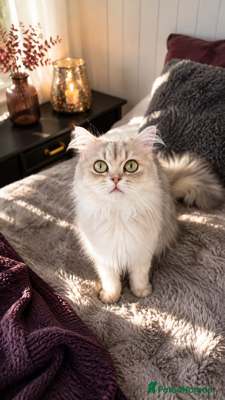 British Longhair cats British long hair female  - Advert 1