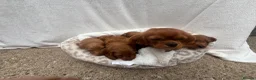Cavapoo dogs for sale: Cavapoo puppies - Advert 37