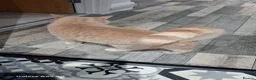 Mixed Breed cats for sale: Cream And Ginger Cat - Advert 9