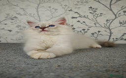 Ragdoll cats for sale: Regional Winner READY TO Go LAST BOY AND GIRL - Image 13